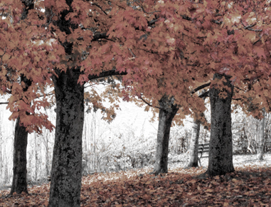 Description shows here 